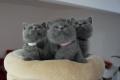 BKH Kitten reinrassig Blue