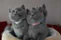 BKH Kitten reinrassig Blue