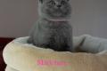 BKH Kitten reinrassig Blue