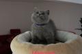 BKH Kitten reinrassig Blue