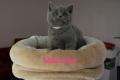 BKH Kitten reinrassig Blue