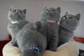 BKH Kitten reinrassig Blue