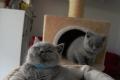 Bkh kitten reinrassig Blue