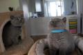 Bkh kitten reinrassig Blue