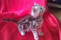 bkh-kitten mit stammbaum