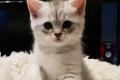 BKH / mix Kitten