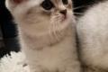 BKH / mix Kitten