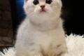 BKH / mix Kitten