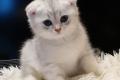 BKH / mix Kitten