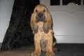 Bloodhound Welpen of Samaria mit VDHF Papieren