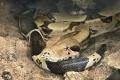 Boa Constrictor