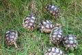 Breitrandschildkröten NZ 2021