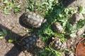 Breitrandschildkröten zu verkaufen
