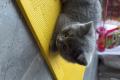 Britisch Baby Katzen zu verkaufen