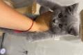 Britisch Baby Katzen zu verkaufen