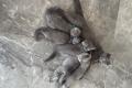 Britisch Baby Katzen zu verkaufen