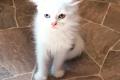 Britisch Kurzhaar/Perser-Mix Kitten
