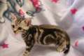 Britisch Kurzhaar Silber Tabby Kitten suchen neuen Wirkungskreis