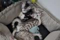 British Kurzhaar BKH Mix Kitten