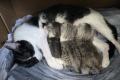 British Kurzhaar BKH Mix Kitten