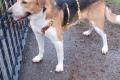 Buddy, 2 Jahre , sucht Happy-Home