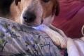 Buddy, 2 Jahre , sucht Happy-Home