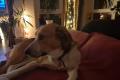 Buddy, 2 Jahre , sucht Happy-Home