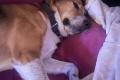 Buddy, 2 Jahre , sucht Happy-Home
