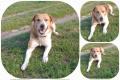 Buddy, 2 Jahre , sucht Happy-Home