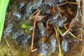 Bufo alvarius Nachzuchten &ndash; Vorbestellung m&ouml;glich