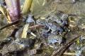 Bufo alvarius Nachzuchten – Vorbestellung möglich