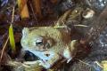 Bufo alvarius Nachzuchten – Vorbestellung möglich