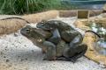 Bufo alvarius Nachzuchten – Vorbestellung möglich