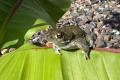 Bufo alvarius Nachzuchten – Vorbestellung möglich