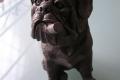Bulldogge mit Zigarre aus Polystein H ca. 32 cm