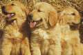 cachorros de golden retriever cachorros nacionales de pura raza
