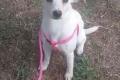 Camilla, a.d.Tierschutz, sucht Happy-Home