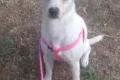 Camilla, a.d.Tierschutz, sucht Happy-Home