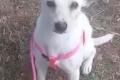 Camilla, a.d.Tierschutz, sucht Happy-Home