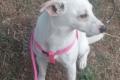 Camilla, a.d.Tierschutz, sucht Happy-Home