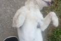 Camilla, a.d.Tierschutz, sucht Happy-Home