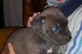 CaneCorso Mix- deutsche Dogge Welpen