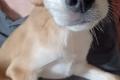 Carmine, a.d.Tierschutz, sucht Happy-Home