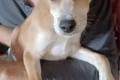 Carmine, a.d.Tierschutz, sucht Happy-Home