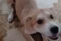Carmine, a.d.Tierschutz, sucht Happy-Home