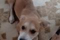 Carmine, a.d.Tierschutz, sucht Happy-Home