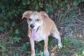 Carmine, Hundebub a.d.Tierschutz, sucht Happy-Home