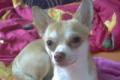 Chihuahua-Deckrüde  (Kein Verkauf)