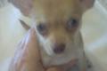 Chihuahua-Deckrüde  (Kein Verkauf)