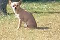 Chihuahua  Hündin